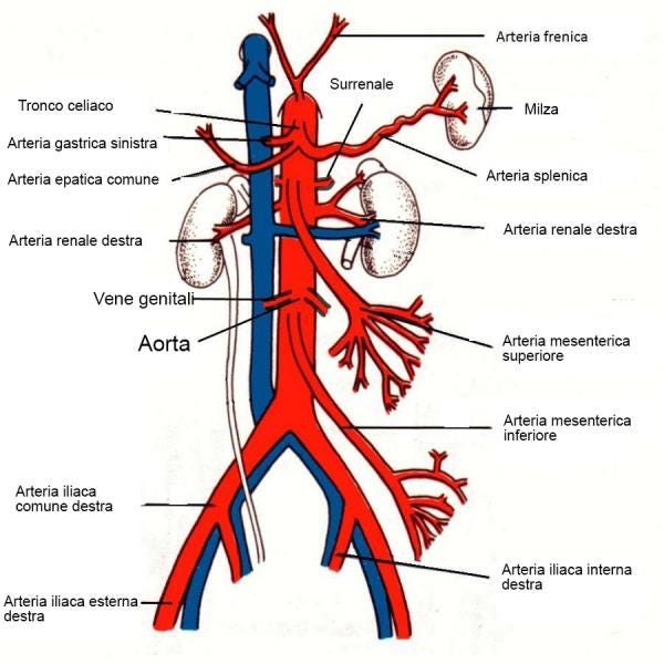 Remedii populare în lupta împotriva varicozei, Osteopat și vene varicoase