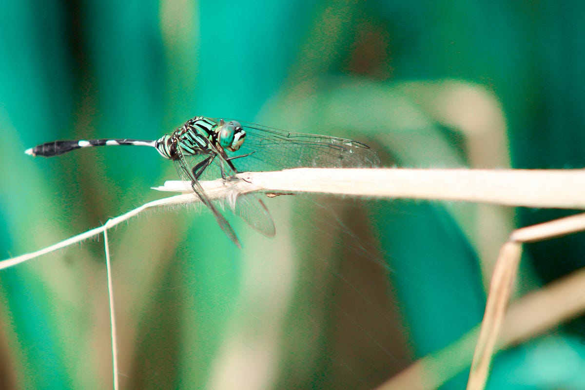 ngomongin-bokeh-bokeh-itu-apaan-si-bedanya-sama-blur-by-wisnu-tri