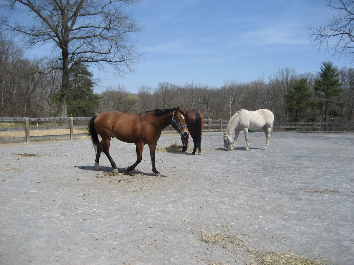How Long do Horses Live — And What Happens When They Get Old? by Jennifer R. Povey Medium