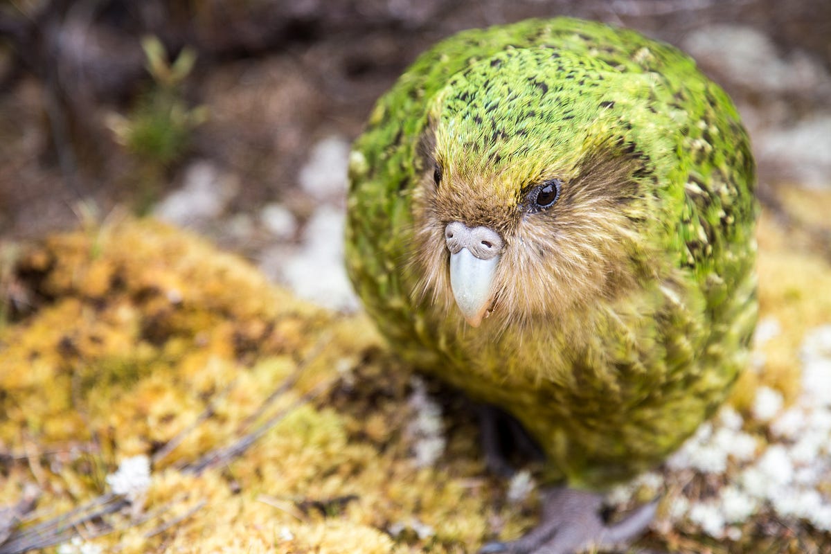 meet the world’s only flightless parrot with street view