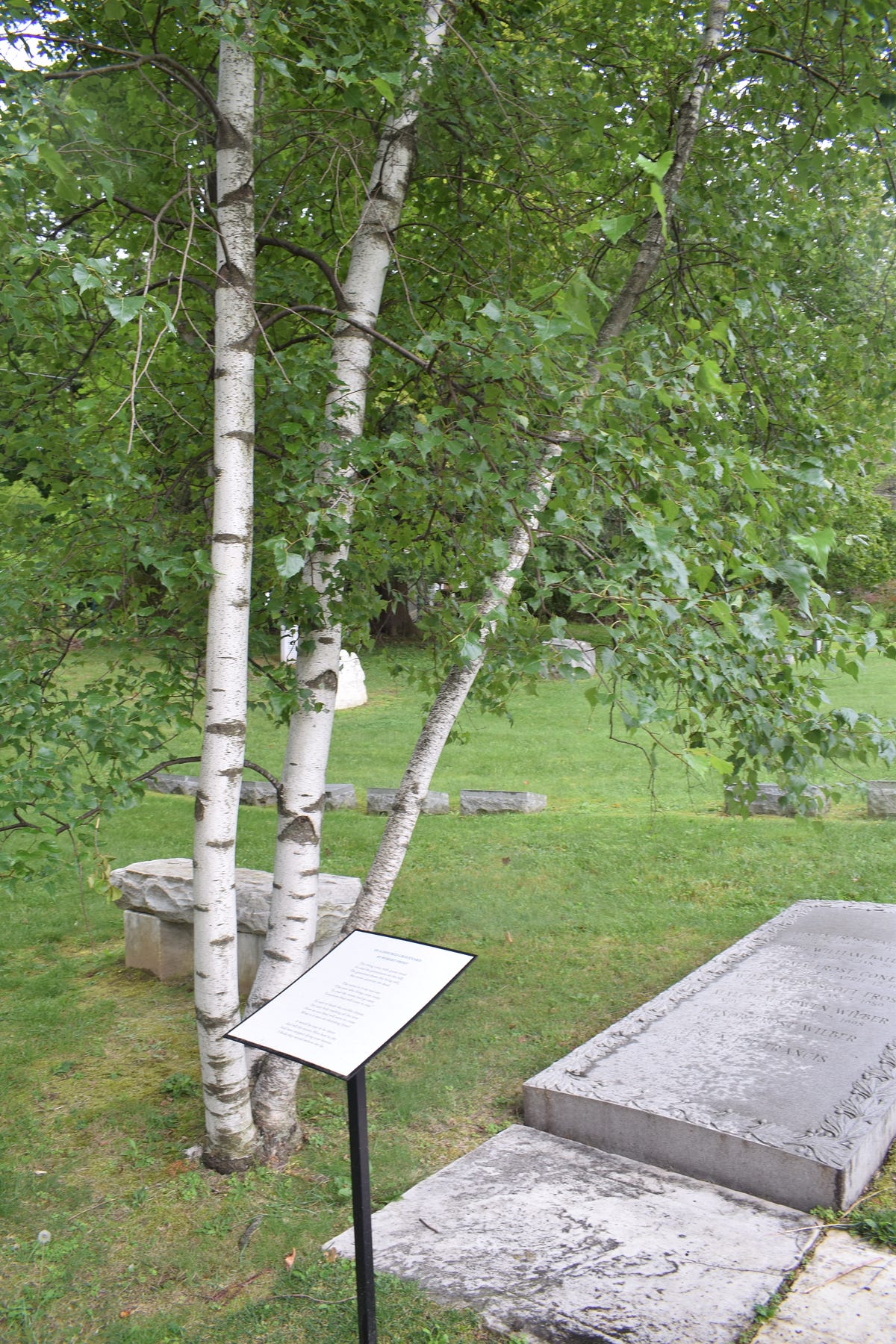 robert frost birch tree poem