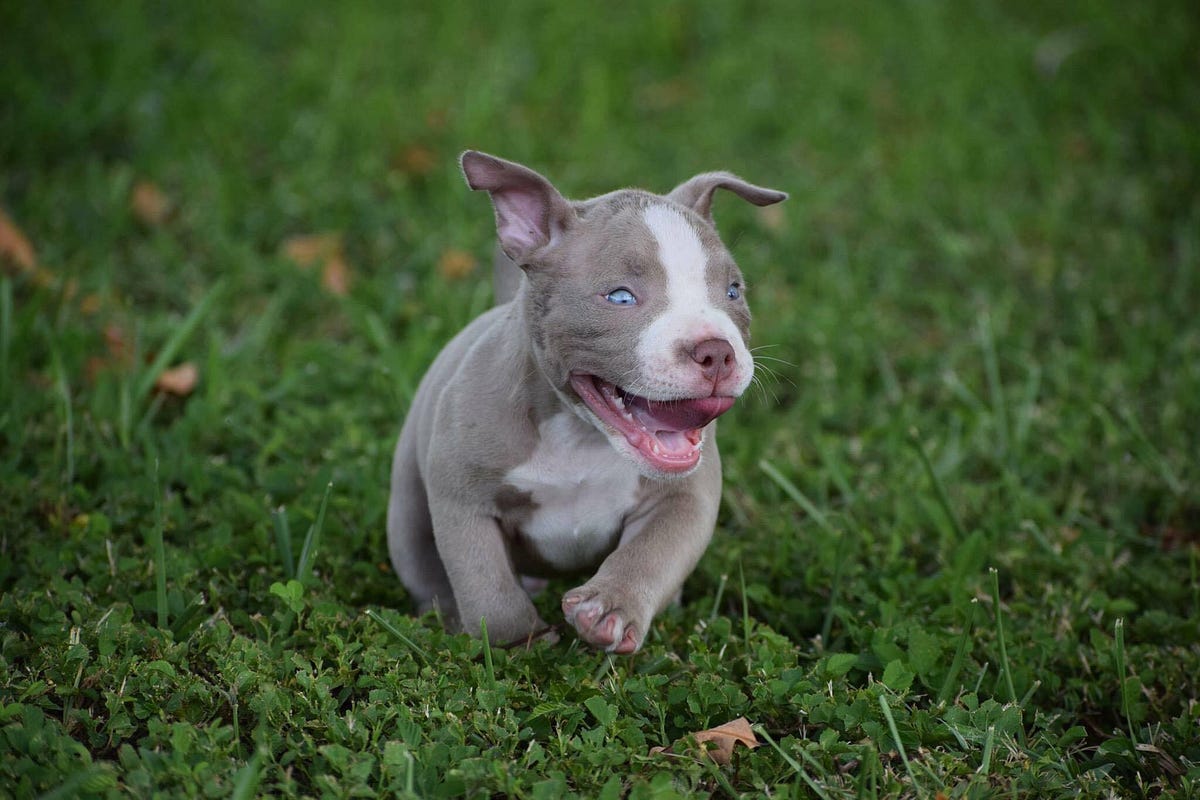 LILAC “CHAMPAGNE” POCKET AMERICAN BULLY PUPPIES by VENOMLINE POCKET