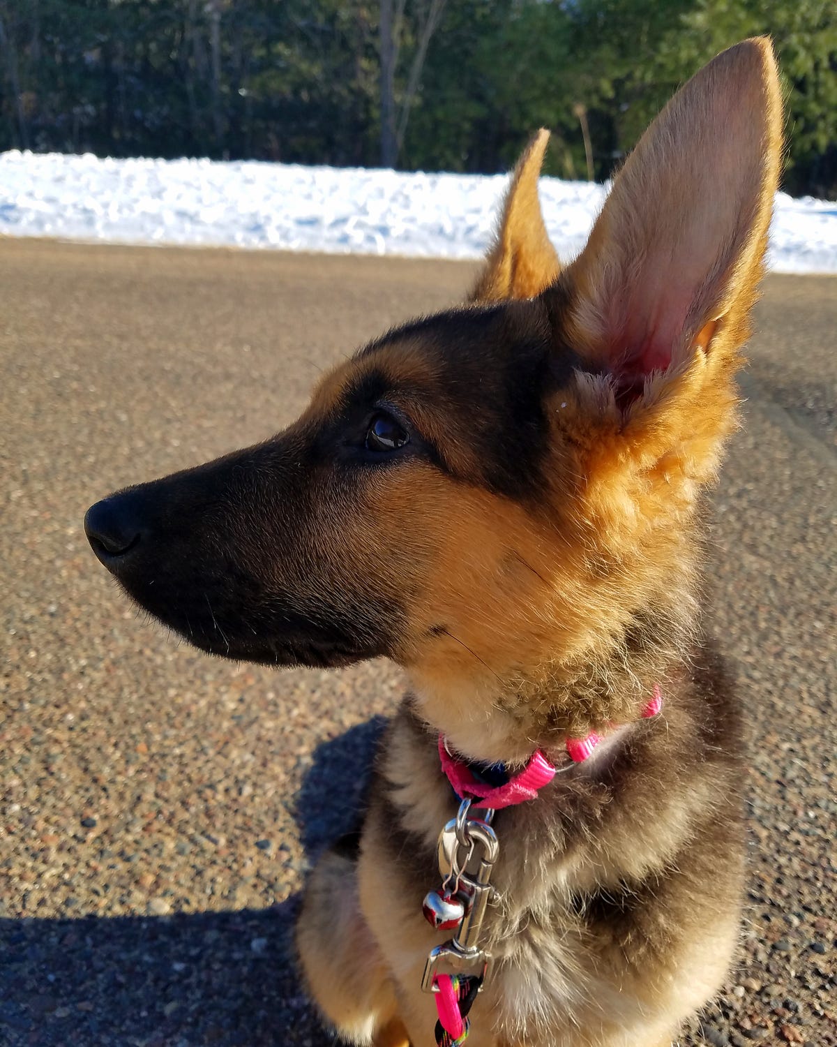 netflix raw dog food documentary