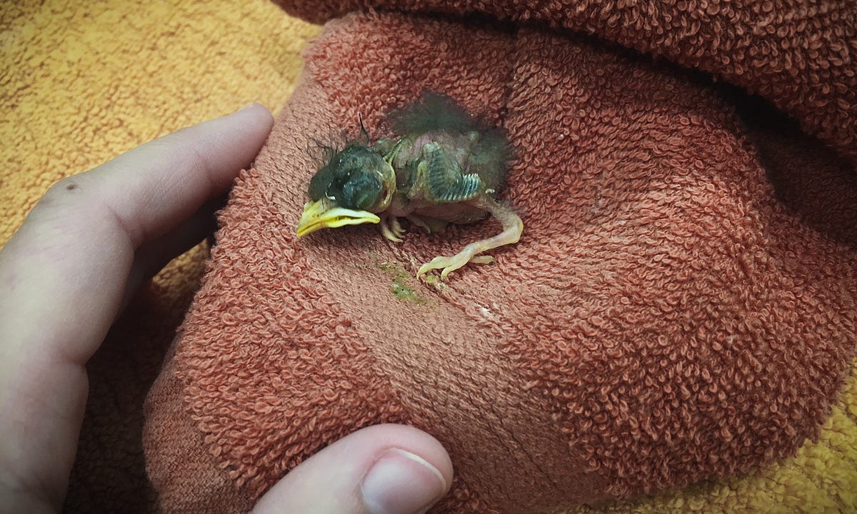 Euthanasia only option for baby bird after cat attack & home care by