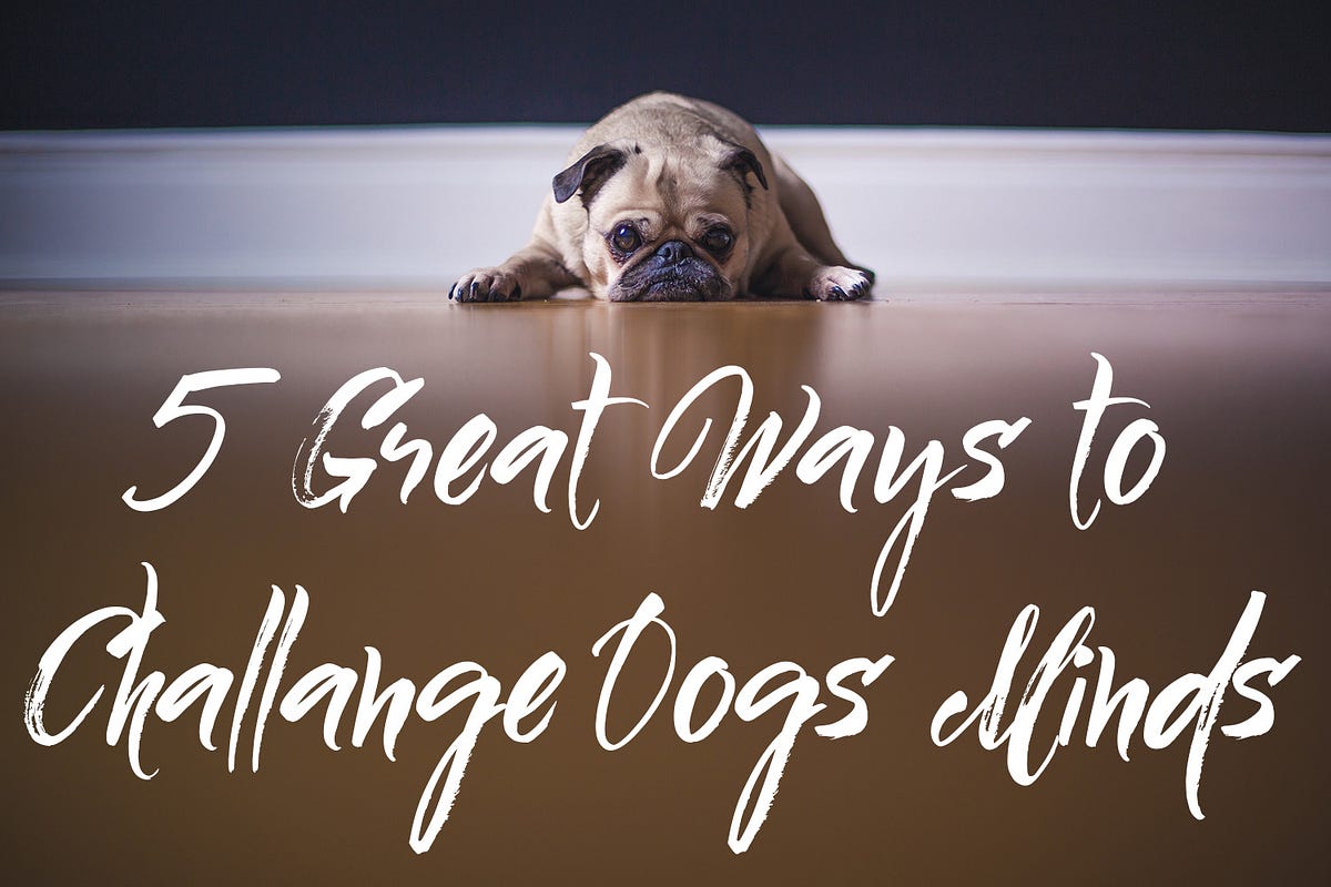 5 Great Ways to Challenge Your Dogs mind by WONDERBOO Dog Food Medium