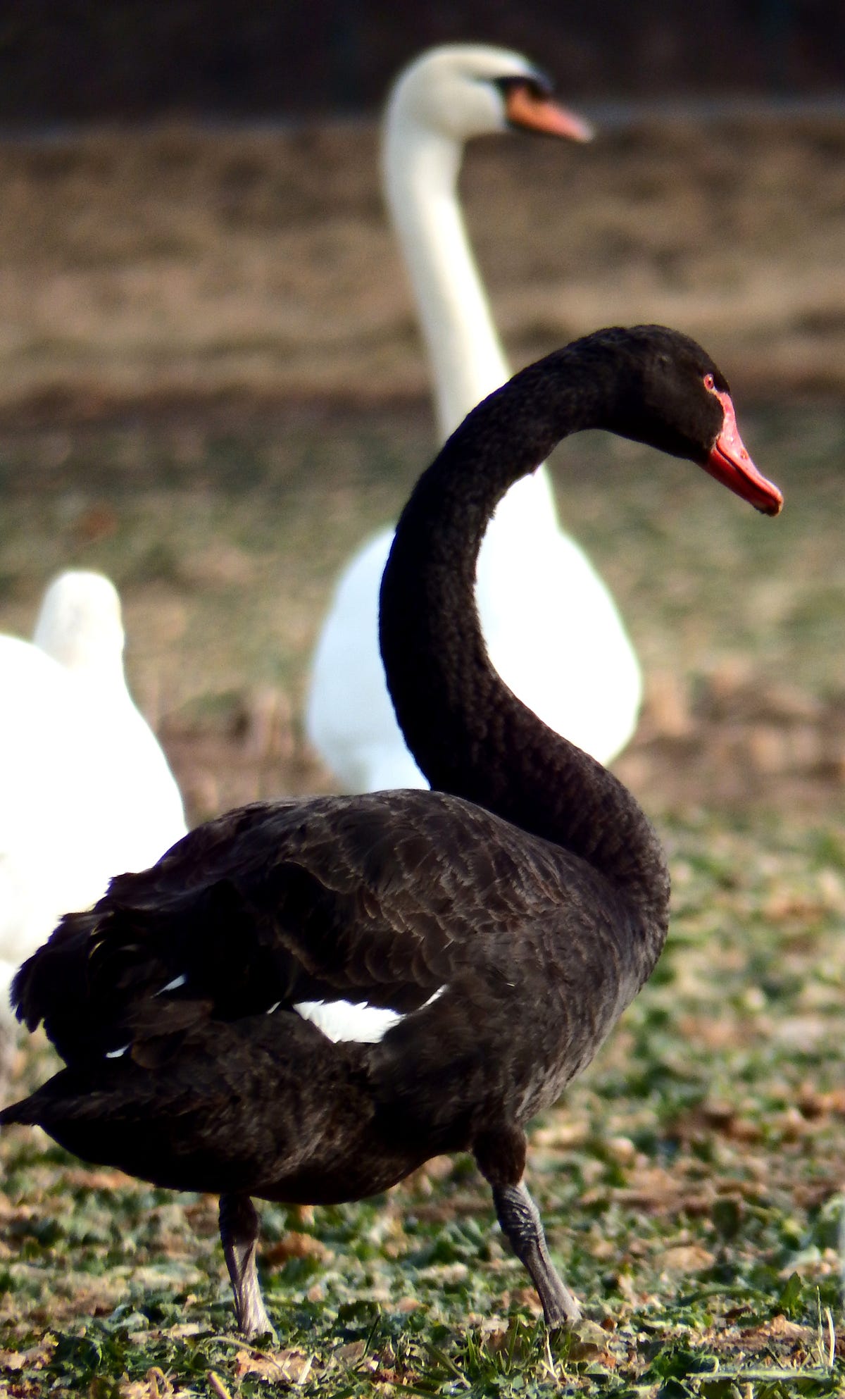 Black Swans and Other Common-Rare Phenomena | by SWRM Labs | Medium