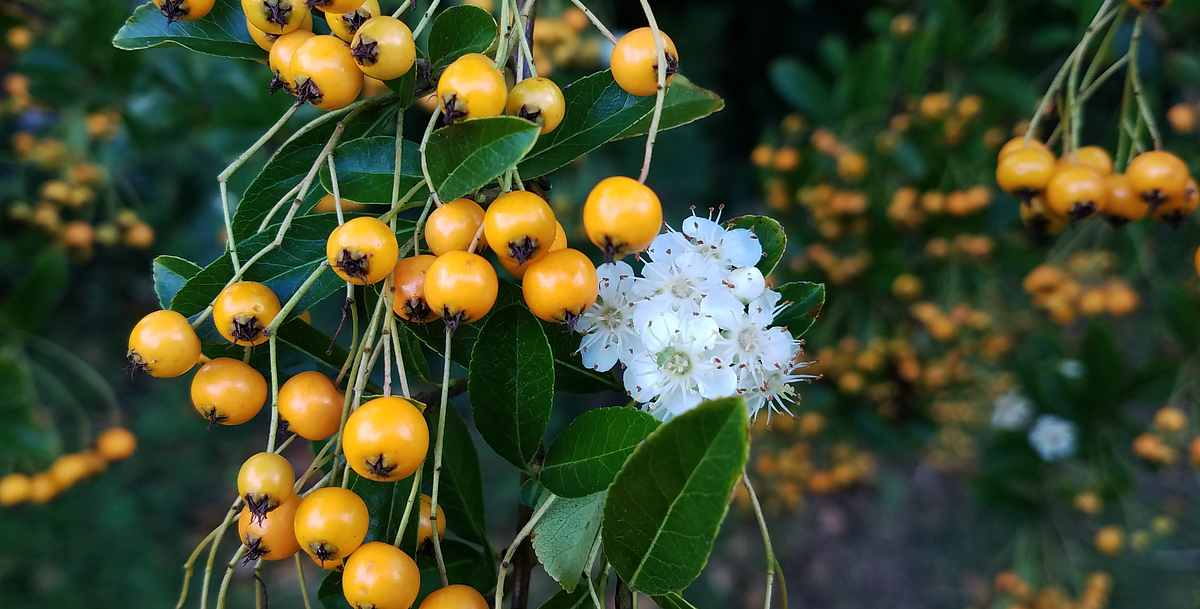 Becoming Berries. Signs of Autumn | by Tracy Aston | Weeds & Wildflowers | Medium Becoming Berries