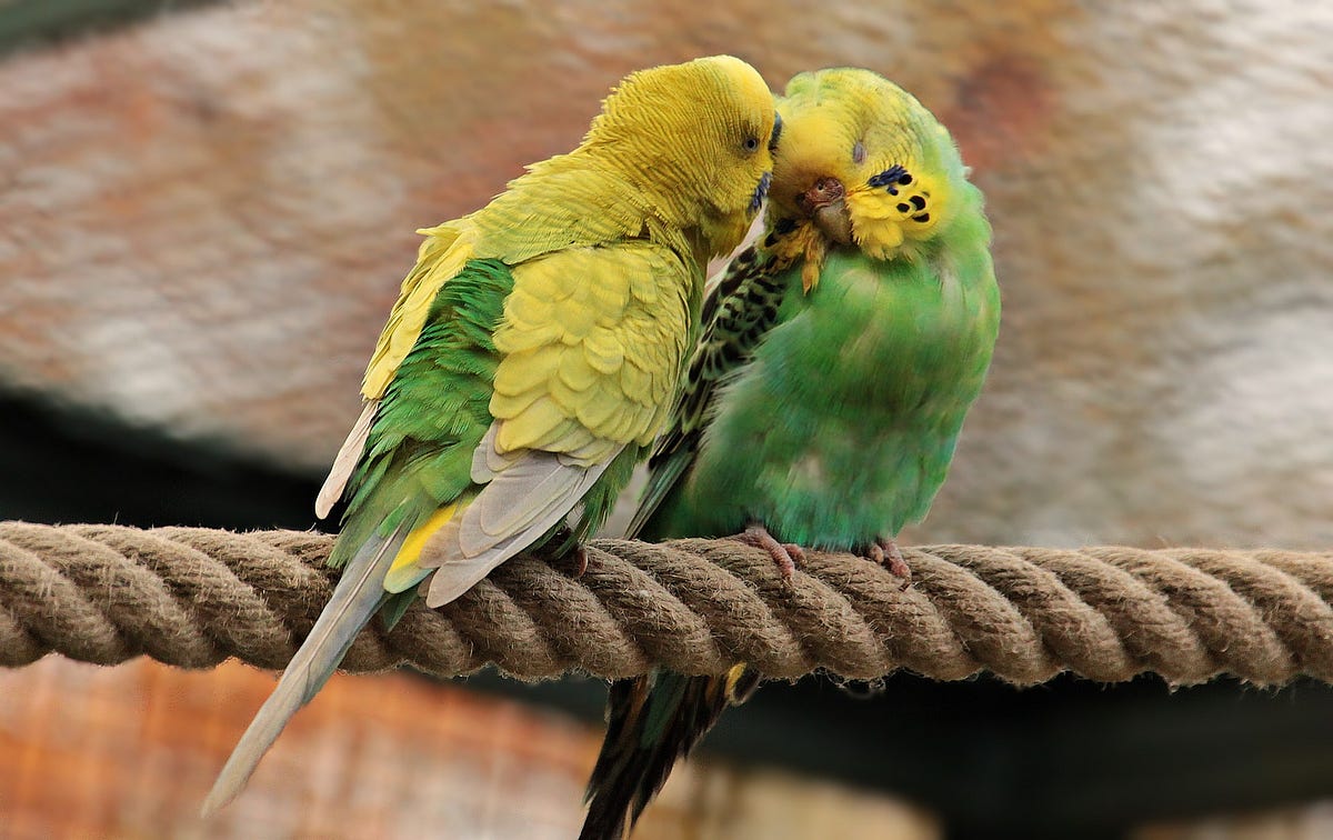 exotic therapy animals