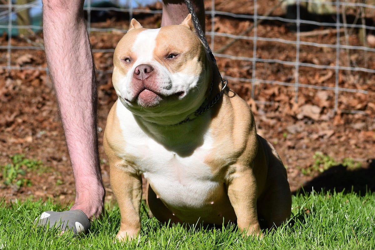 AMAZING PUPPY TRANSFORMATIONS IN THE AMERICAN BULLY BREED | by