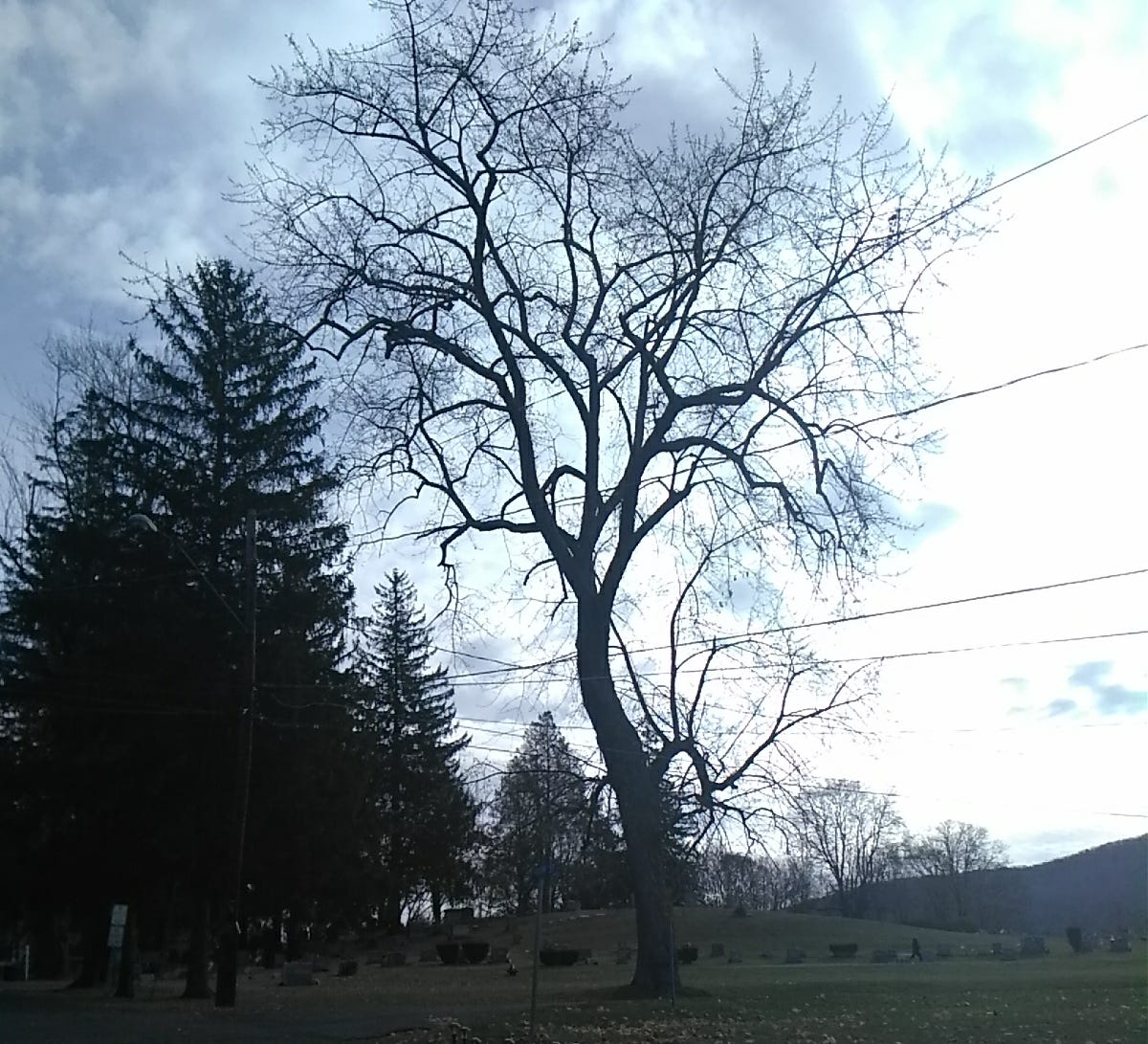 There Is More Hope In Me Than A Dead Tree In Winter By Mary Hood Publishous Medium There Is More Hope In Me Than A Dead Tree In Winter By Mary Hood Publishous Medium