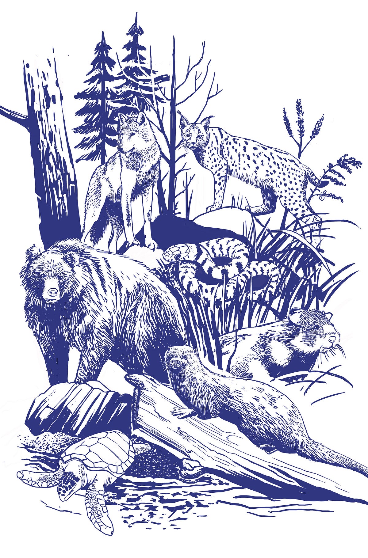 Directive sur les habitats naturels (1992) — racontée par Nathalie