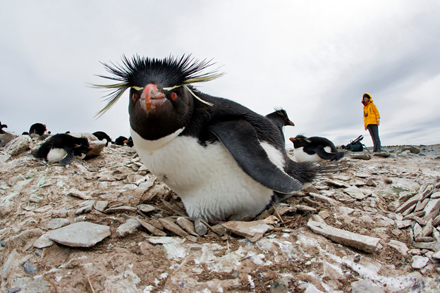 Two Tales Of The Falkland Islands Part Ii By Mehul Mehta Five Guys Facts Medium