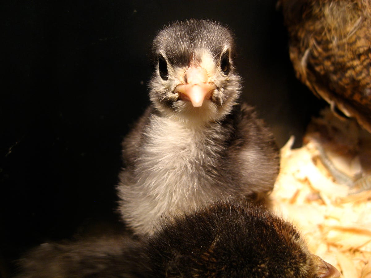 What To Expect When Youre Expecting Eggs From Your Chickens