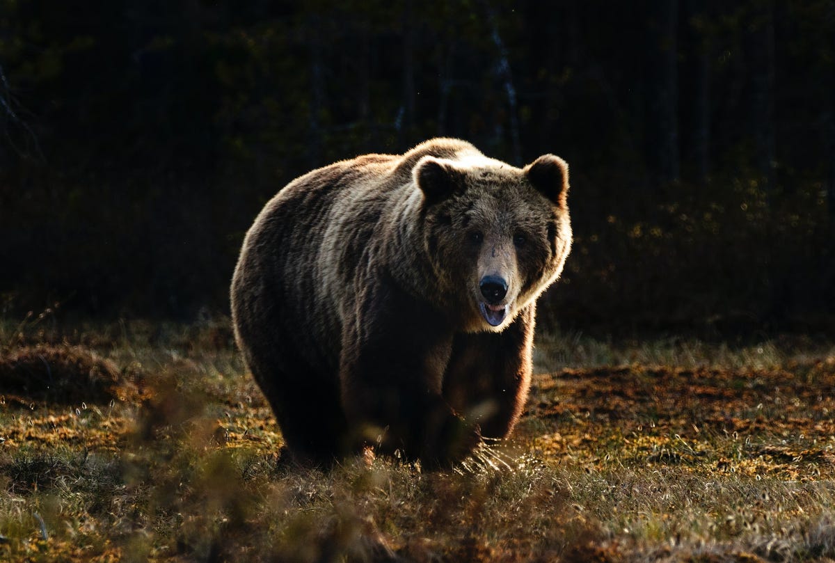 hiking in bear country