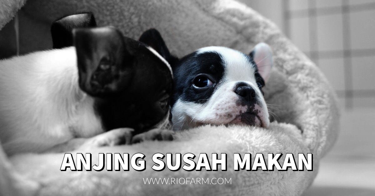 Anjing Susah Makan Nafsu Makan Anjing Merupakan Salah Satu By Mario Wijaya Rio Farm Anjing Susah Makan Nafsu Makan Anjing Merupakan Salah Satu By Mario Wijaya Rio Farm