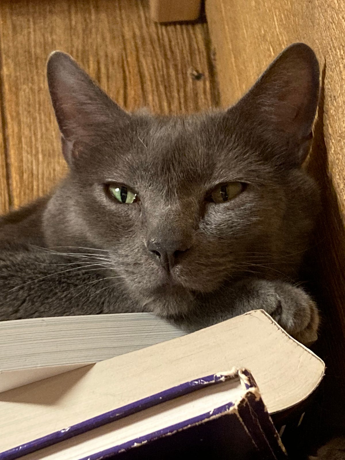 Why Can’t My Cats Just Be Nice?. The rivalries never end by srstowers