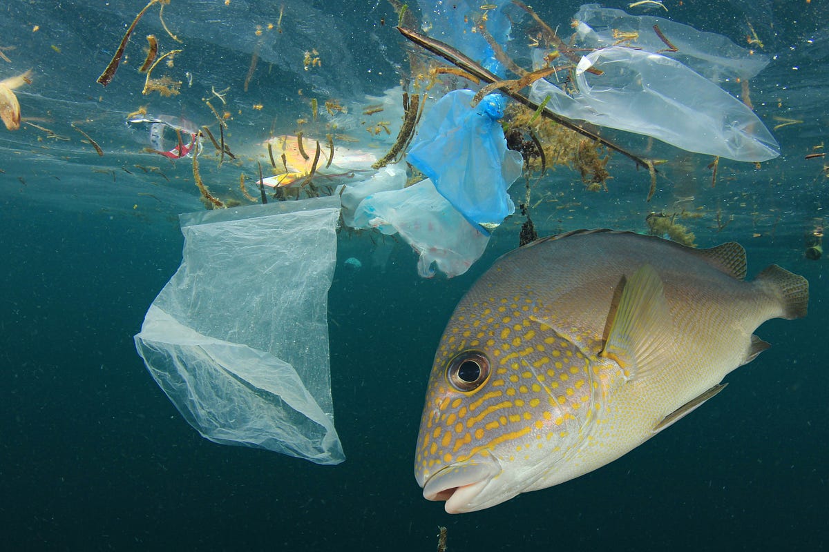 64 Koleksi Ikan Roket Air Laut Gratis