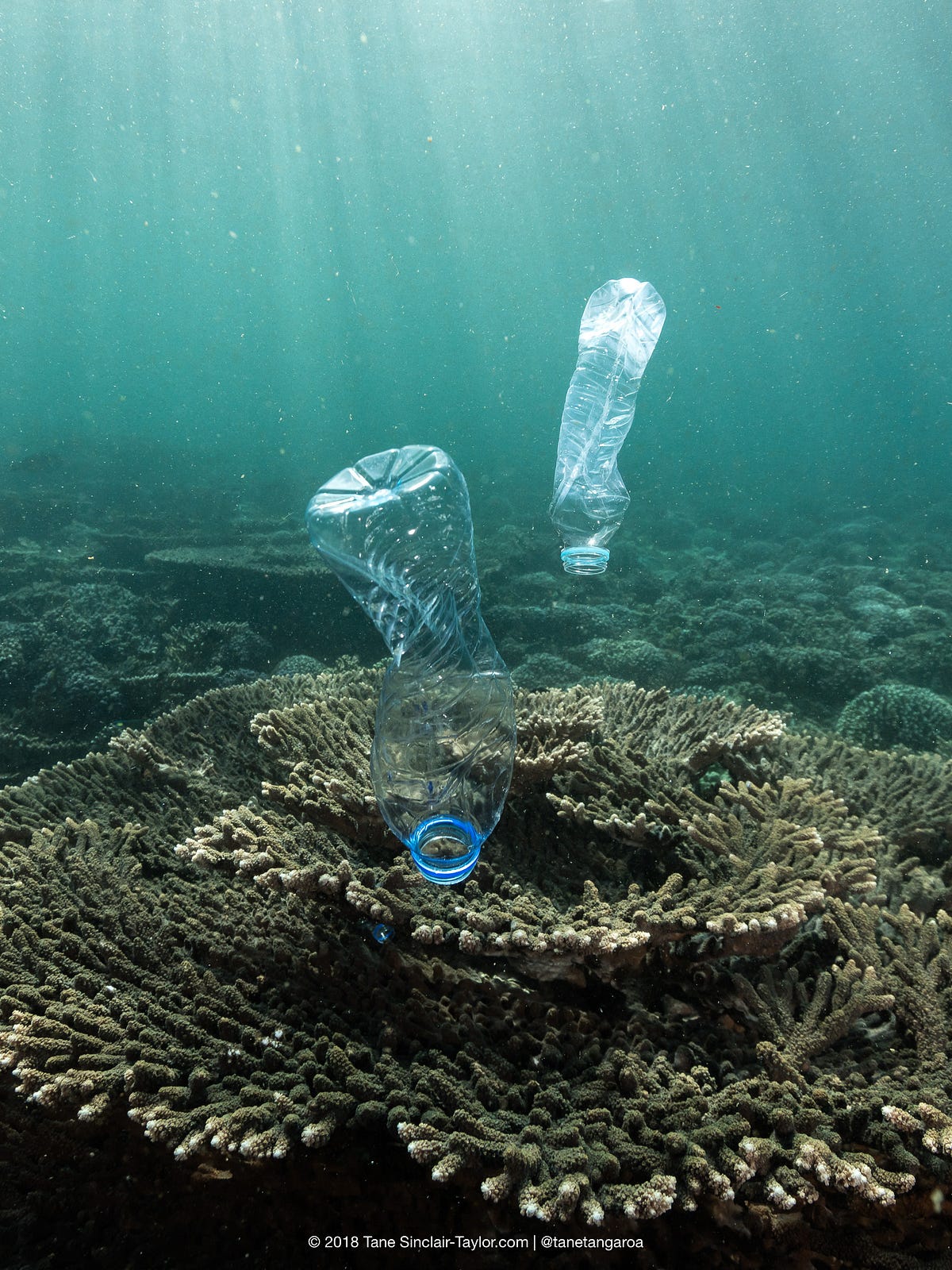 Ocean Pollution And Its Effects On The