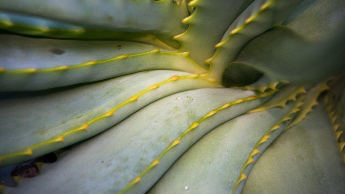 How to use aloe vera to fight diabetes | by Leonardo Del Toro | Medium