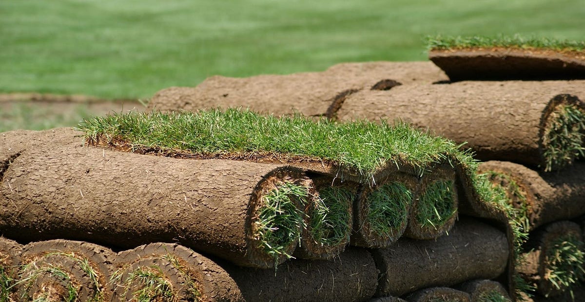 Six Steps To Proper Turfgrass Installation by Sod Solutions Medium