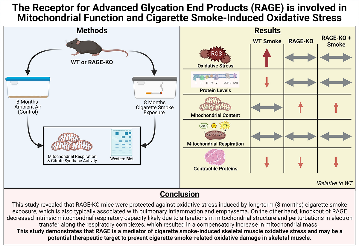 Linking AGEs and Cigarette Smoke-Induced Muscle Dysfunction | by ...