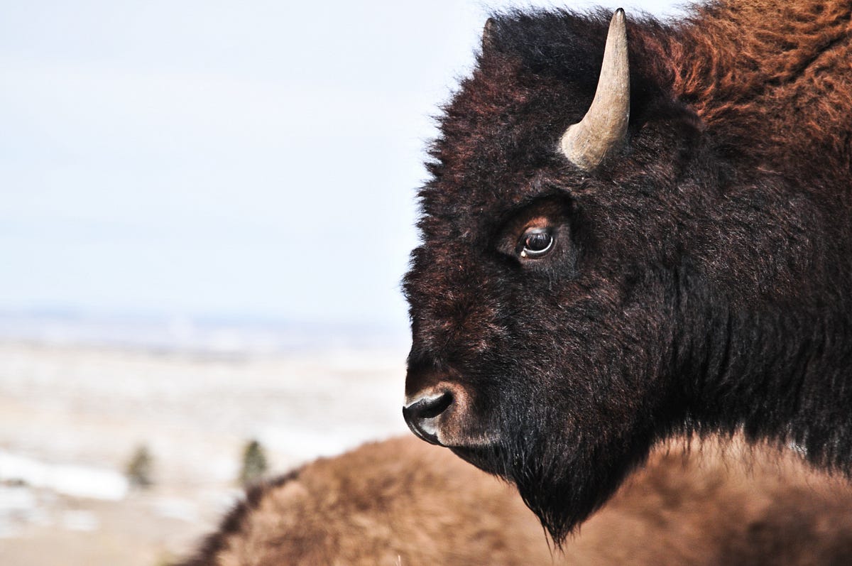 lejr boble Afgang The Meaning of the Buffalo to Our People | by B The Change | B The Change