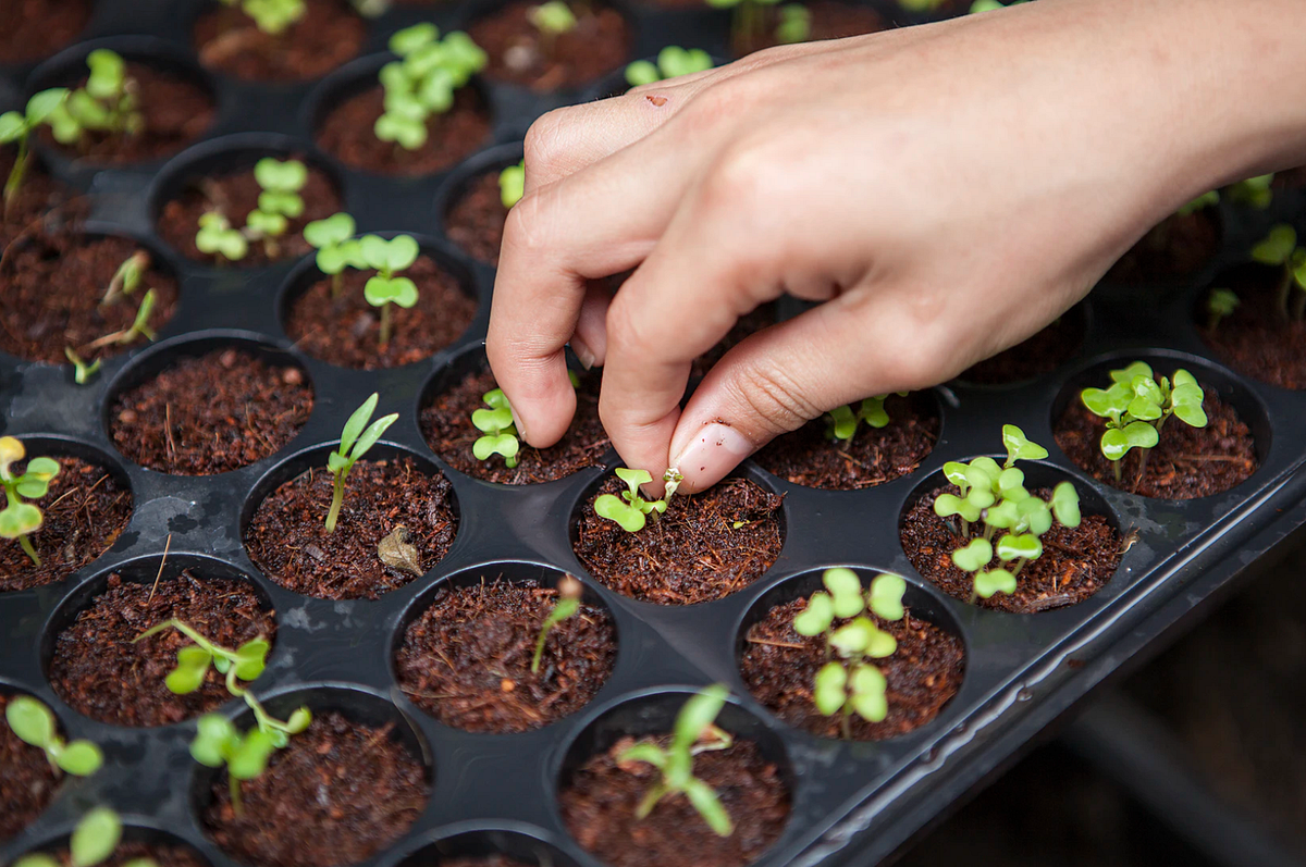 UX Case study-How might we encourage the Indian city dwellers to become urban farmers
