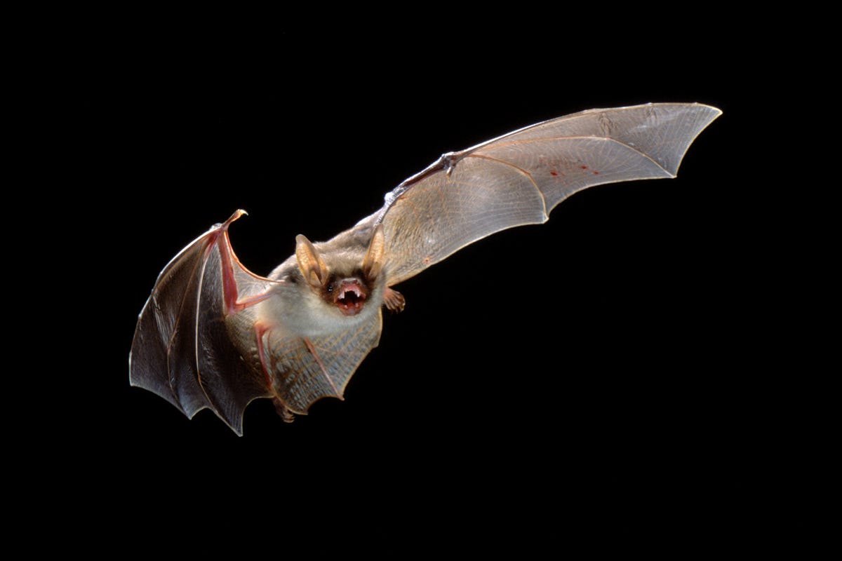 What Makes Bats The Perfect Hosts For So Many Viruses By Dr Melvin Sanicas Healthcare In America