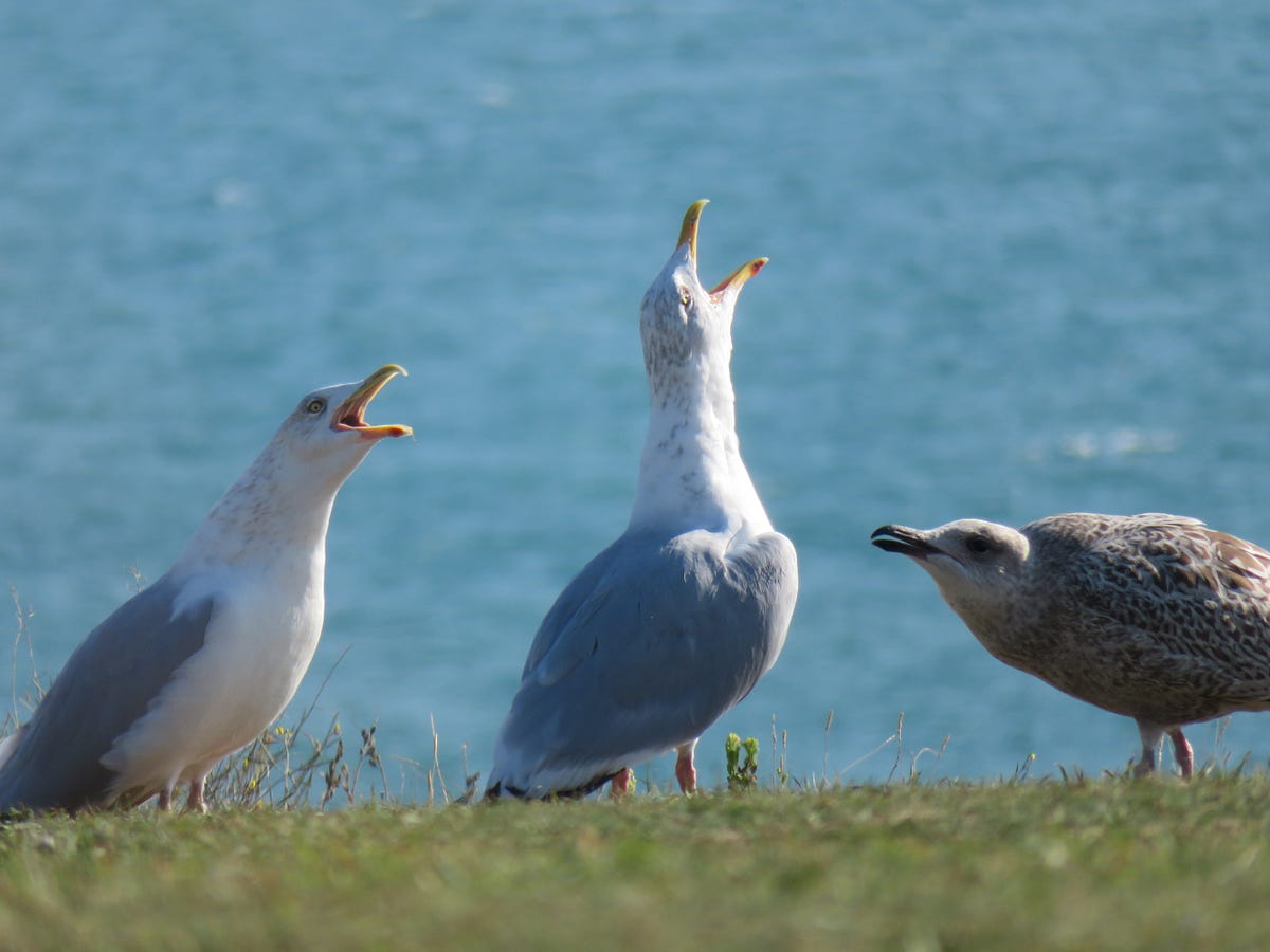 3 Positive Ways to Complain to Yourself | by Mathias Barra | SkillUp Ed | Oct, 2020 | Medium 3 Positive Ways to Complain to Yourself
