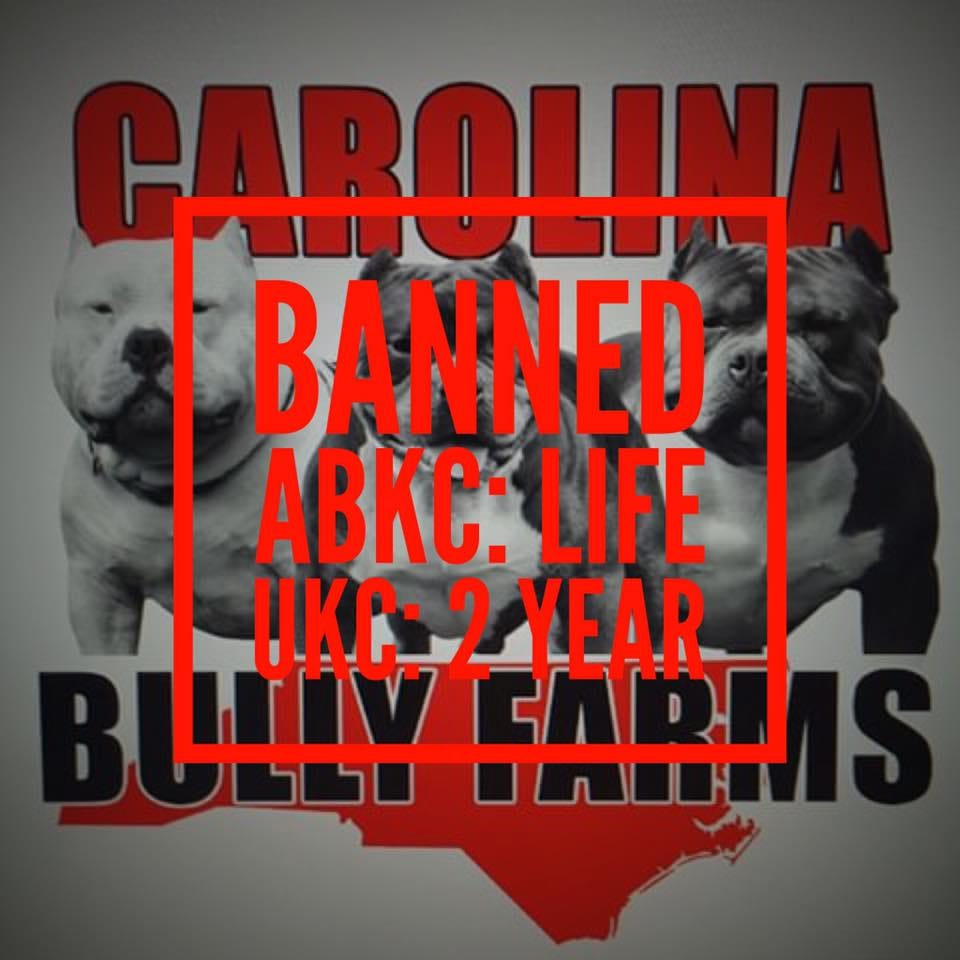 carolina bully farms puppies for sale