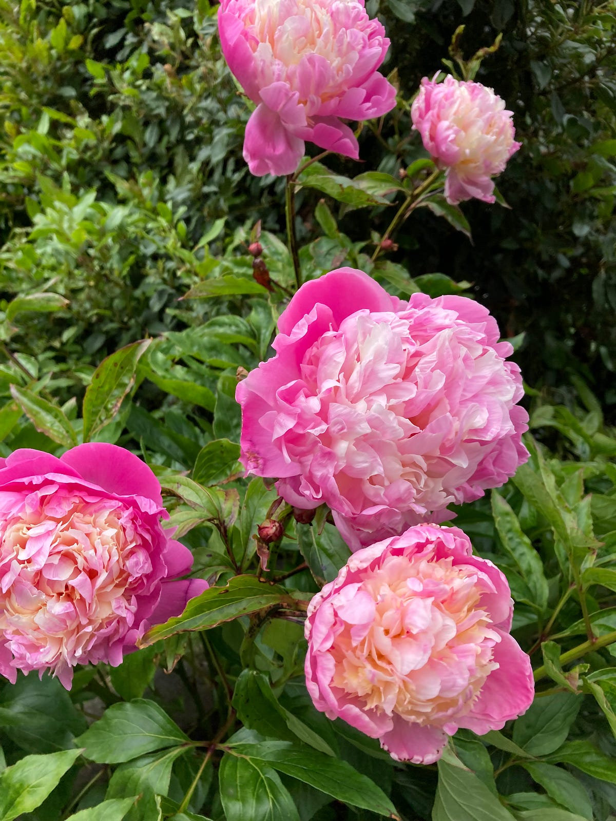 May — the Month of Merriment. It’s all flamboyantly… | by Susan Alison