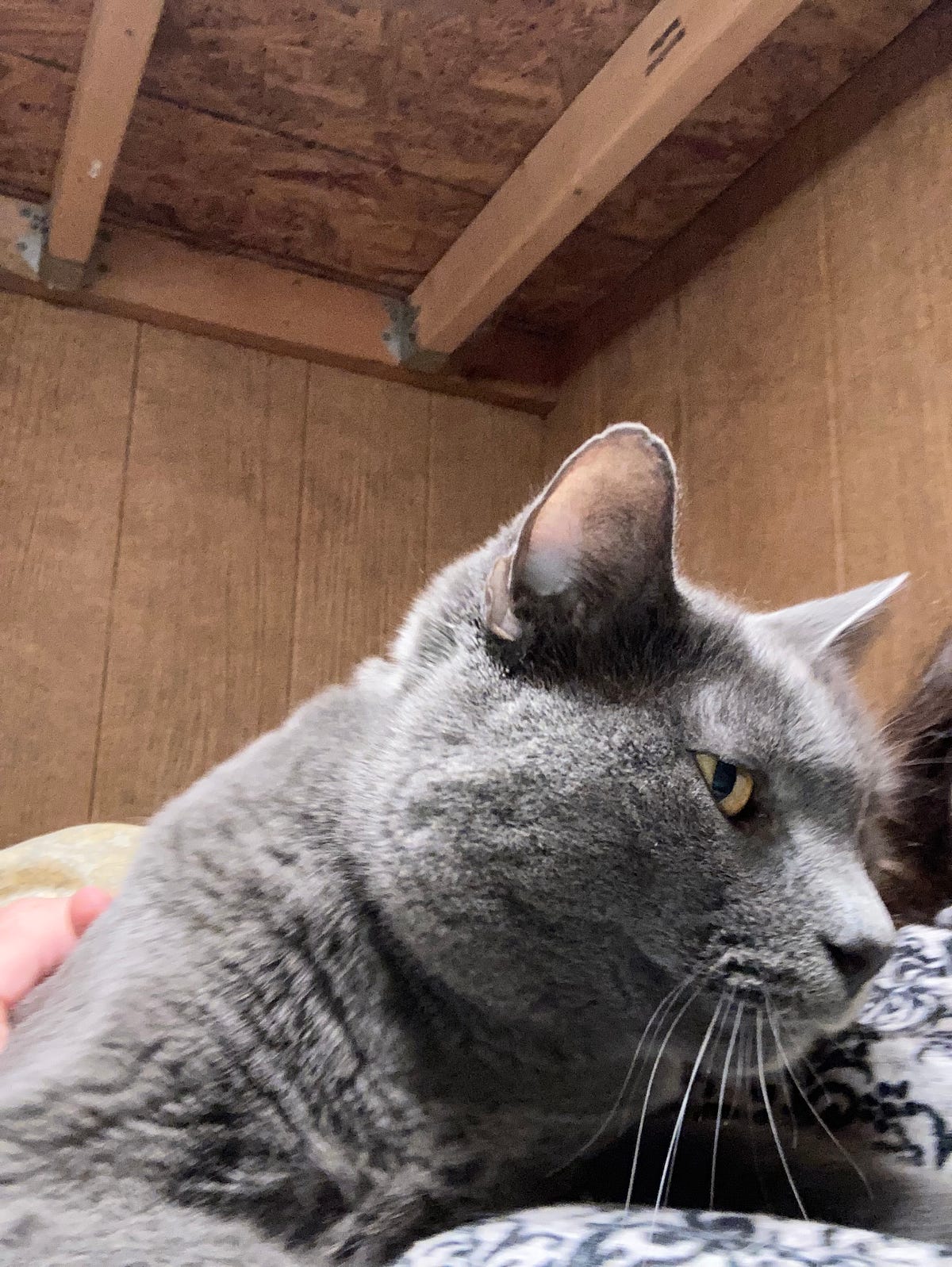 Help! I Can’t Tell My Cats Apart! by srstowers Catness Dec, 2022