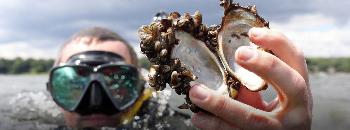 Zebra Mussels Infesting Lakes. Reflecting on my last post, lakes are a