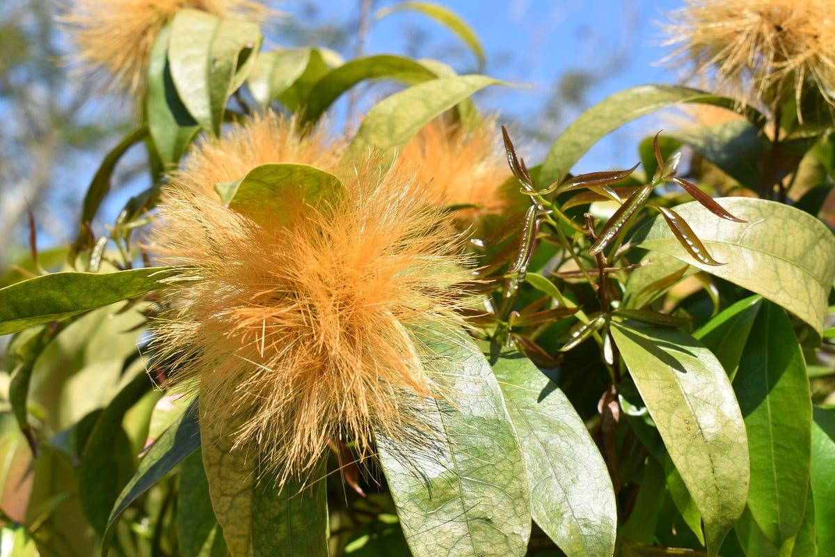 Orange Bottle Brush Tree. A colorful indicator of a healthy… by Lloyd