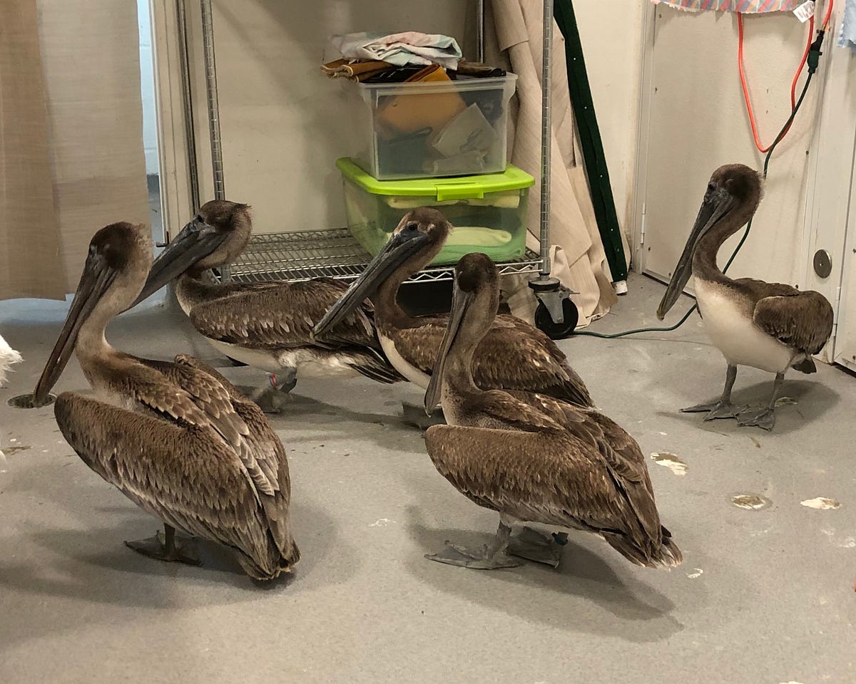 10 pelicans admitted with hook and line injuries in one week