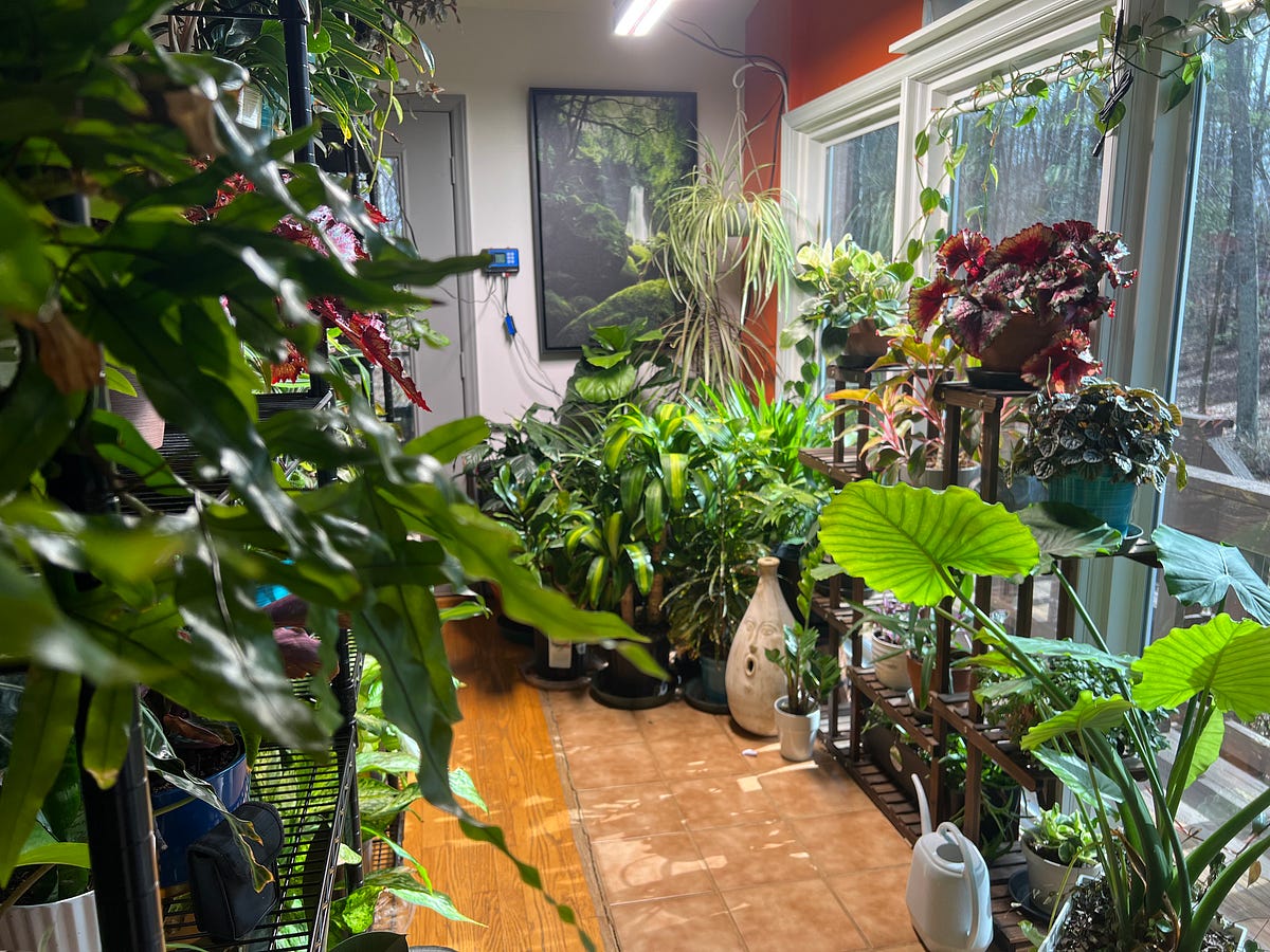 Houseplants & Mental Health. The science behind how houseplants… by