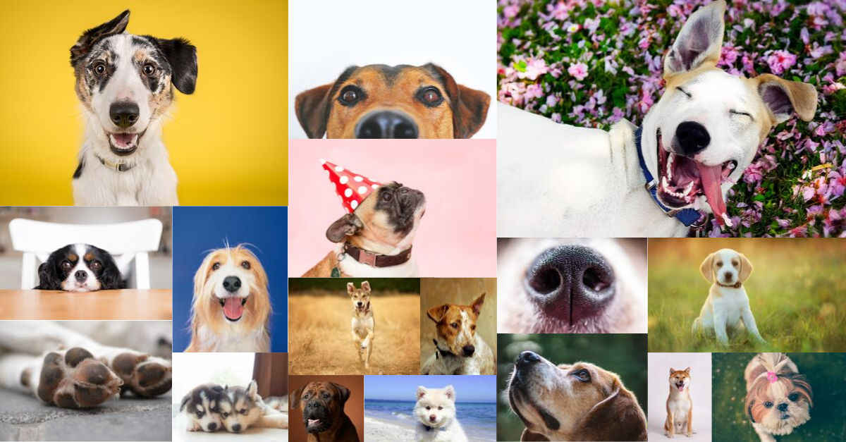 Get Pets Gone Bad Books