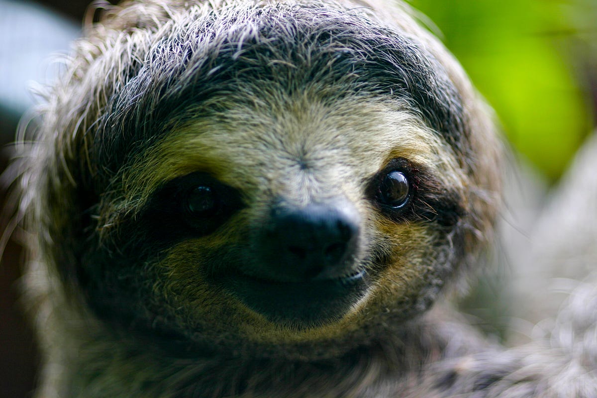 Episode 6: Why Are Sloths So Cute? 