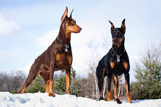undocked doberman