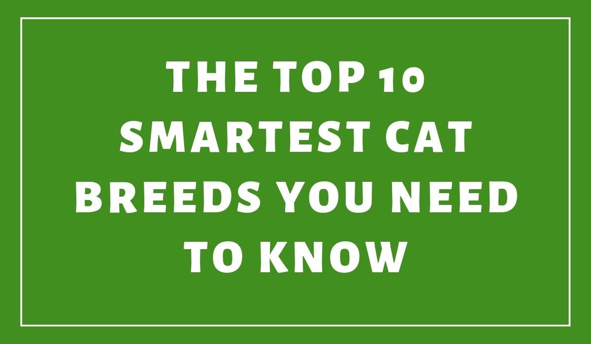 top 10 smartest cat breeds