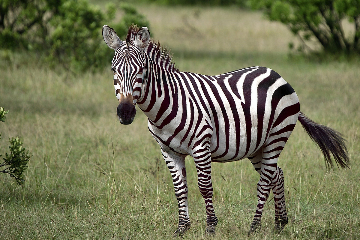 Runaway Zebra. Centina Weekly Prompt | by Sharon Brandon (Readywriter59 ...