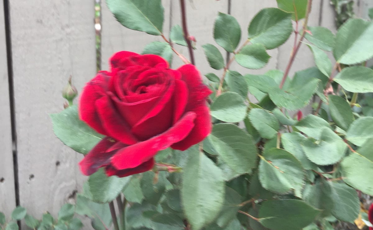 What’s in a name?. A rose by another name might be… by Teri Beran Kulat Medium