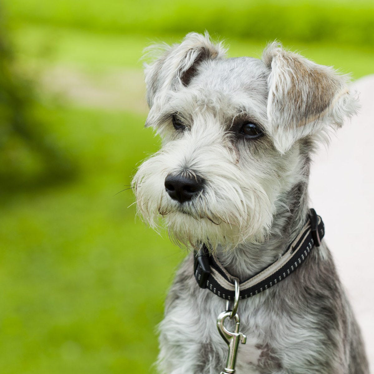 schnauzer done deal