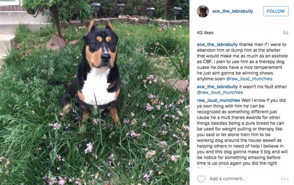 carolina bully farms puppies for sale