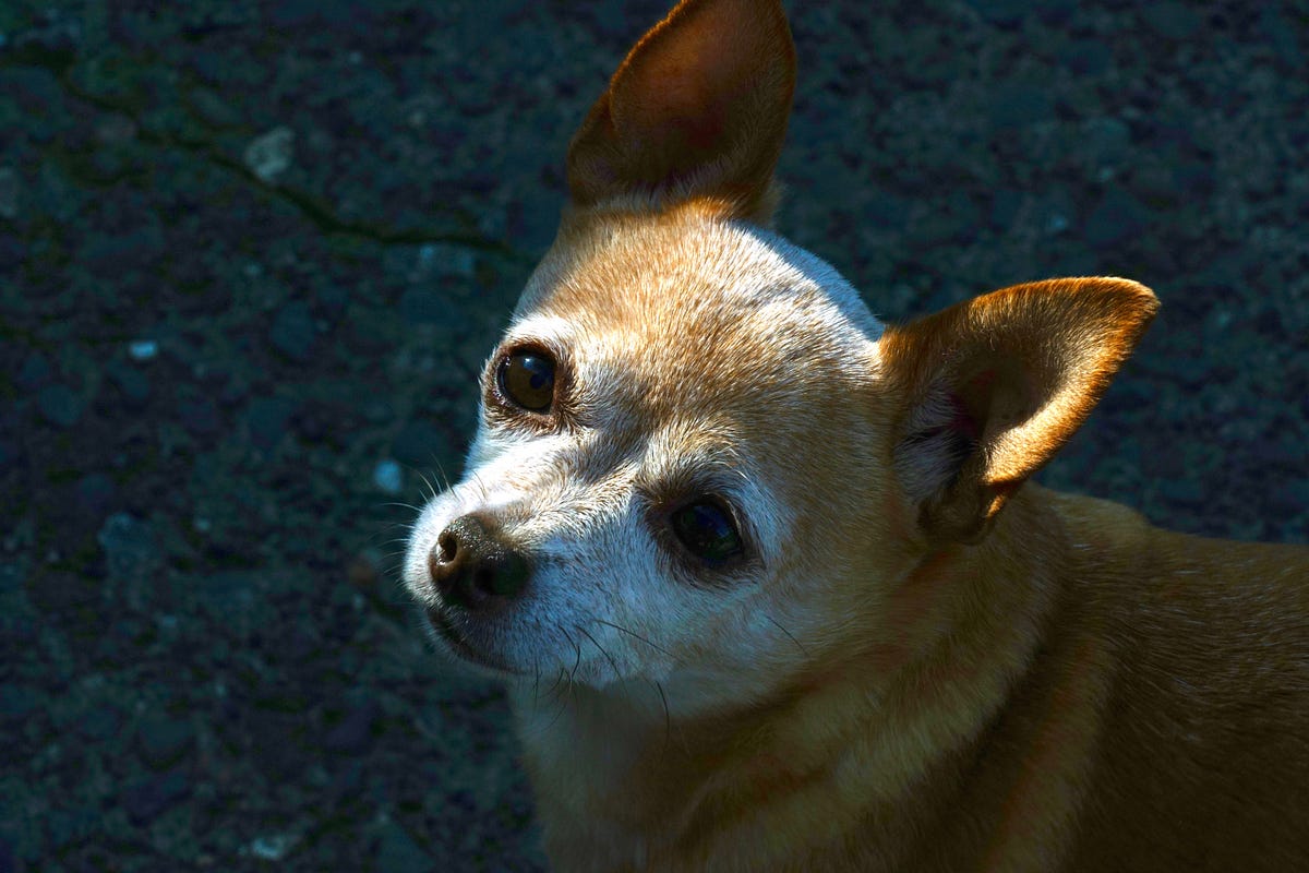 Oh F Ck My Dog Ate An Edible Originally Published At By Felicia Harder High Vibes Media Medium