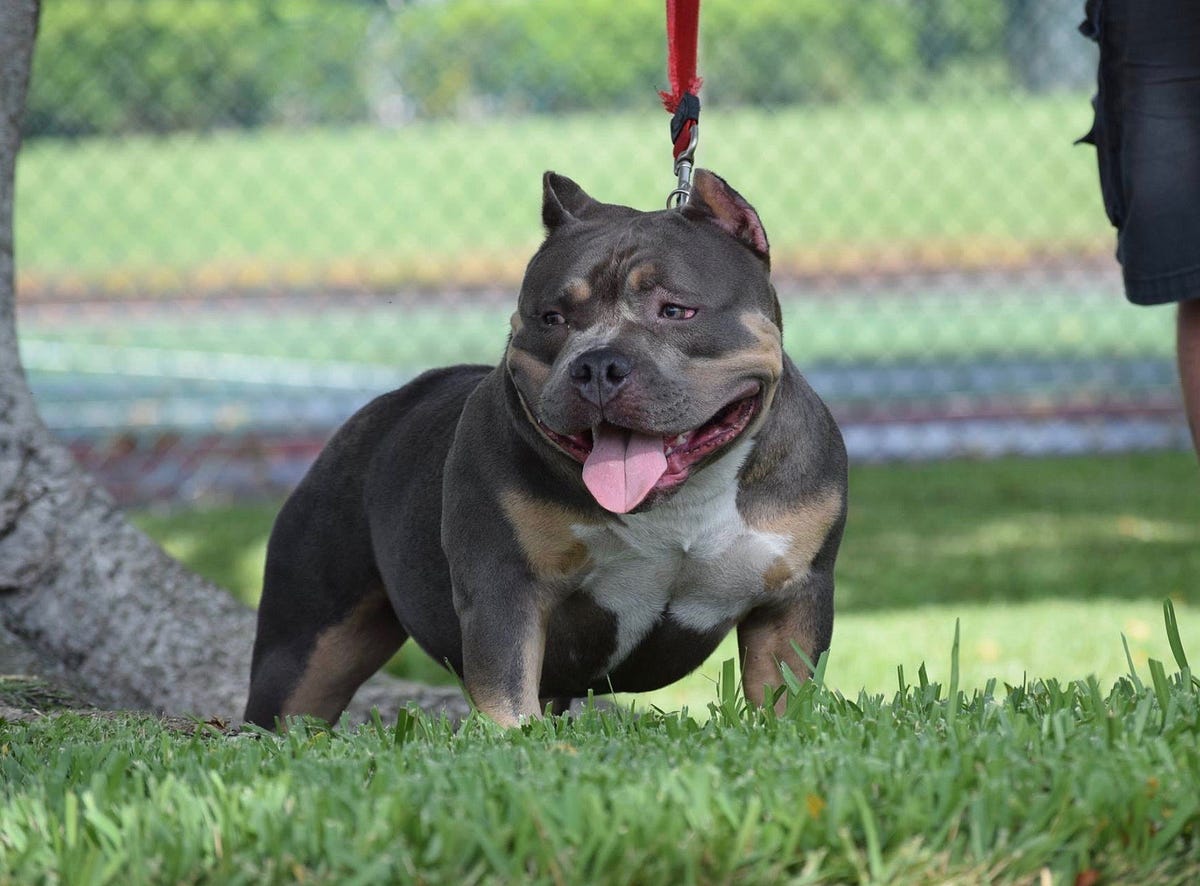 Best american bully breeding top extreme build pocket bully puppies for sal...
