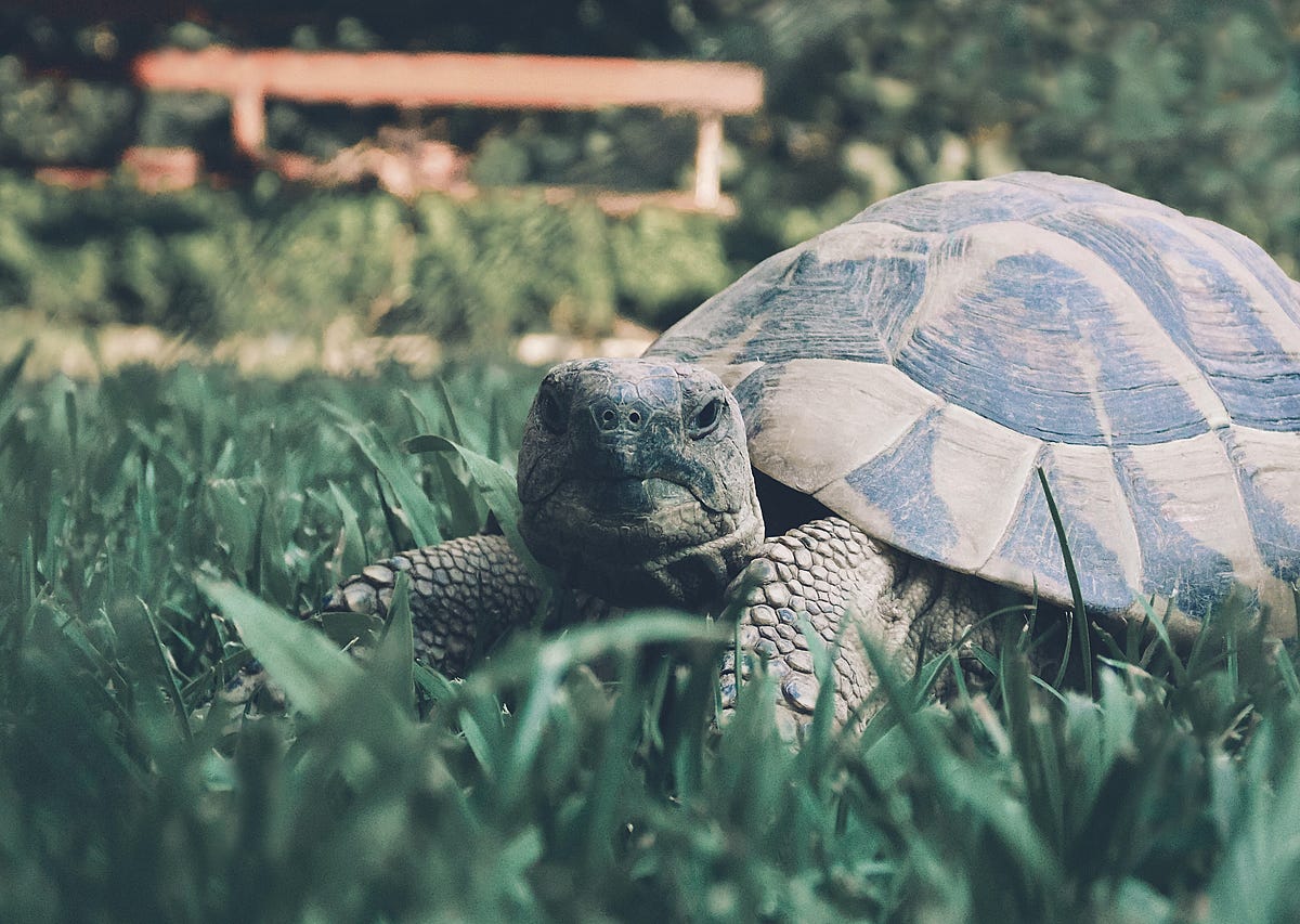 5-secrets-to-a-tortoise-s-long-life-by-sumera-rizwan-illumination