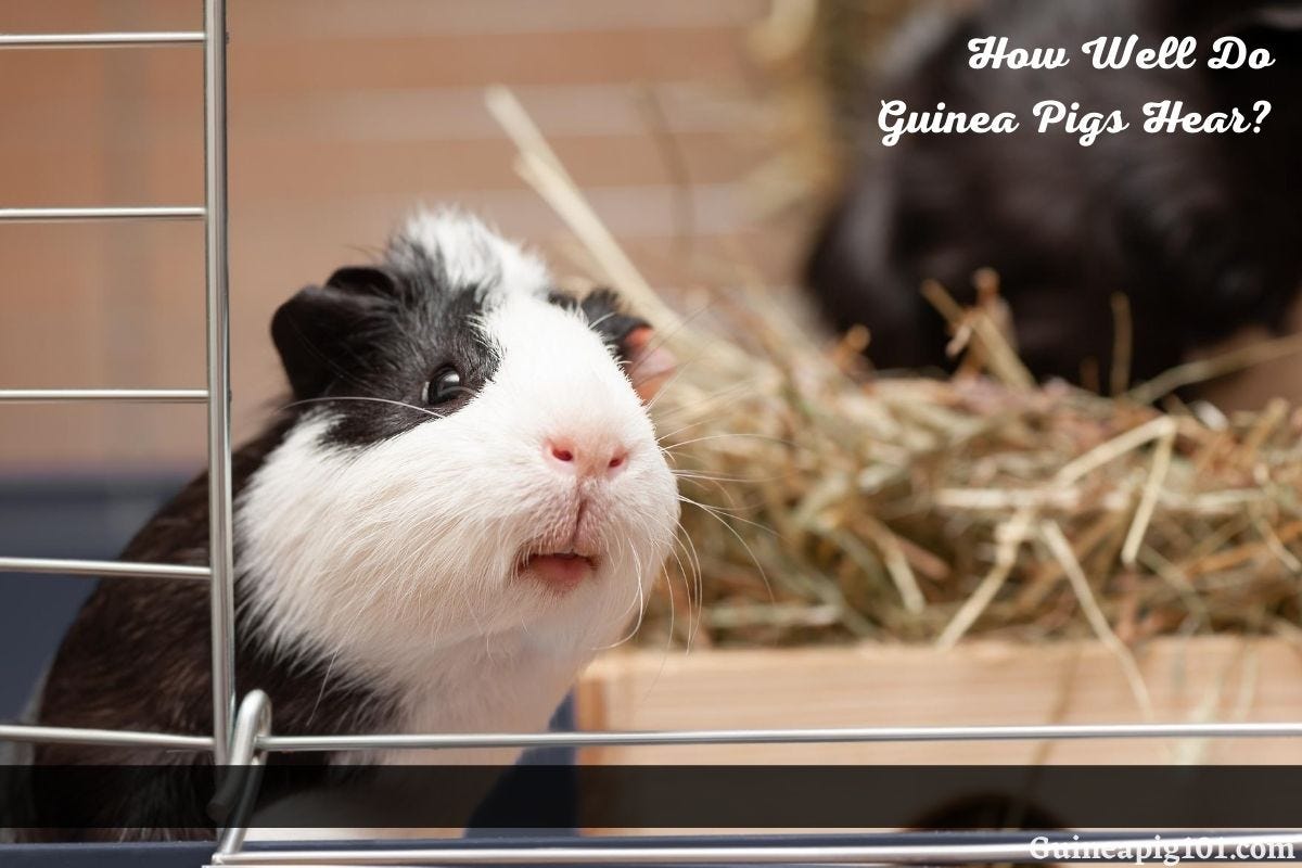 guinea pig 101