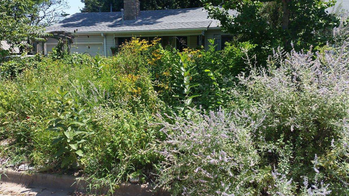ReWilding the Lawn Lessons from My Neighbor’s Yard by Lianna GomoriRuben Medium