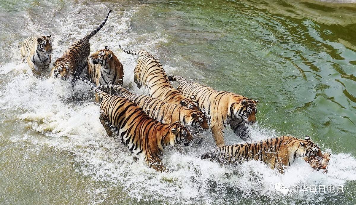 China Will Set Up National Park for Endangered Siberian Tiger and Amur